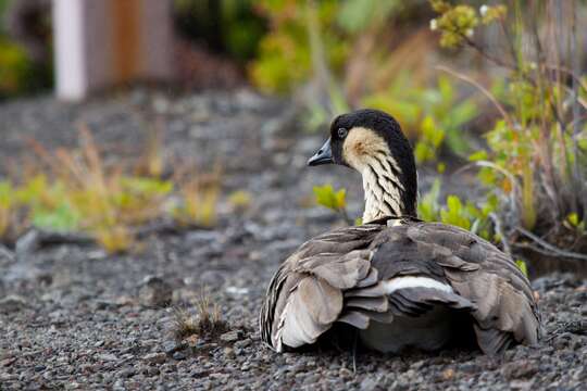 Imagem de Branta sandvicensis (Vigors 1834)