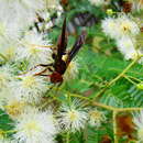 Слика од Mimosa bimucronata (DC.) Kuntze