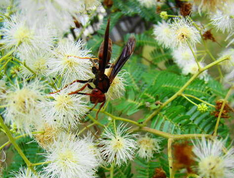 Image of Bimucronate Mimosa