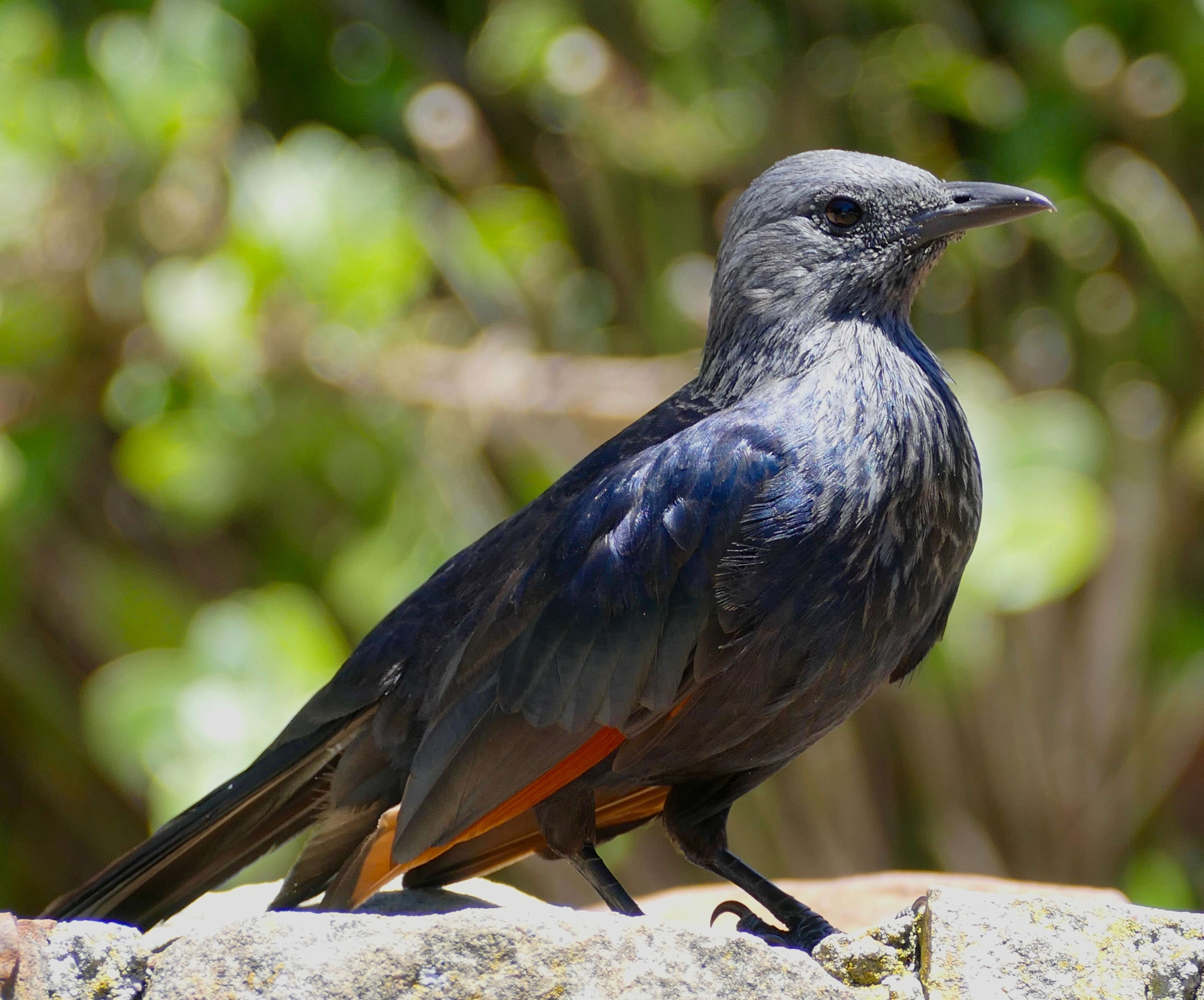 Image of Red-winged Starling