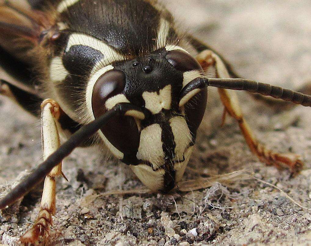 Image of Dolichovespula