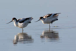 Image of Charadriformes