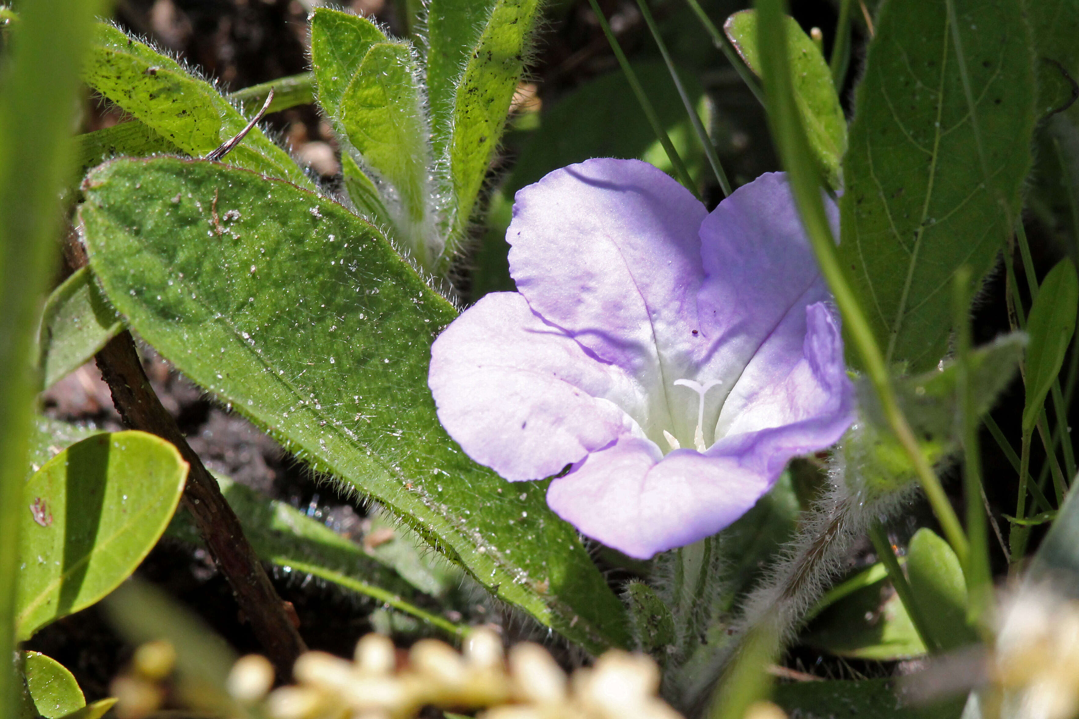 Image of Carolina wild petunia