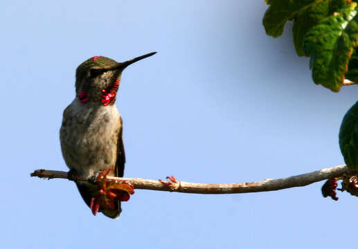 Image of Calypte Gould 1856