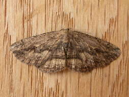 Image of Lepidoptera