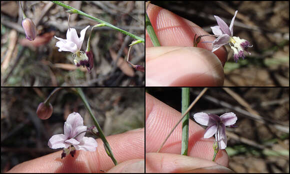 Image of Arthropodium milleflorum (Redouté) J. F. Macbr.