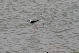 Image of Black-winged Stilt