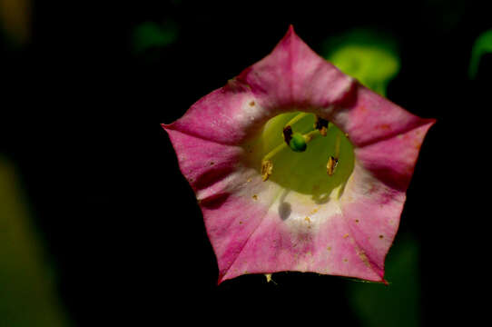 Image of tobacco