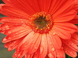 Image de <i>Gerbera hybrida</i> Hort.