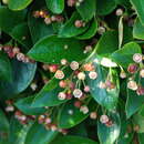 Image of shiny cotoneaster