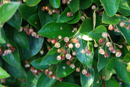 Image of shiny cotoneaster