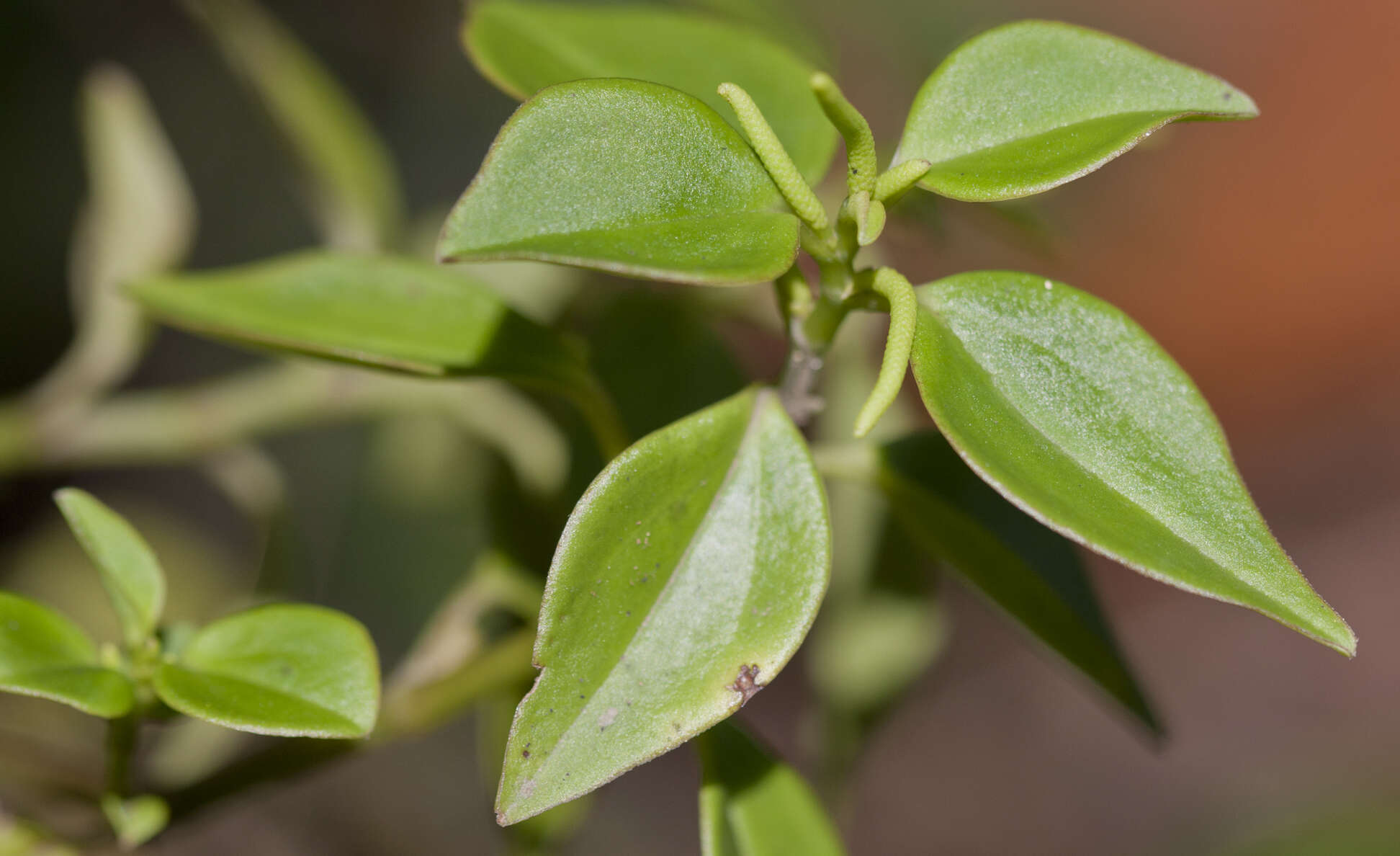 Image of Peperomia