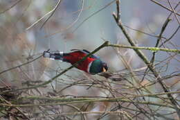 Plancia ëd Trogon Brisson 1760