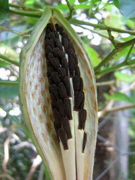 Image of Oxypetalum harleyi (Fontella & Goyder) Farin.