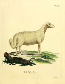 Plancia ëd Ovis aries Linnaeus 1758