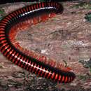 Image of Red-legged Fire-Millipede