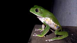 Image of Leaf Frogs