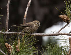 Image of Common Crossbill