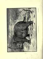 Слика од Elasmotherium J. Fischer 1808