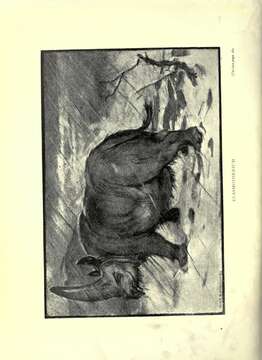 Image of Elasmotherium J. Fischer 1808