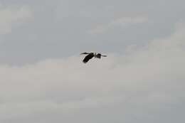 Image of Black-necked Stork