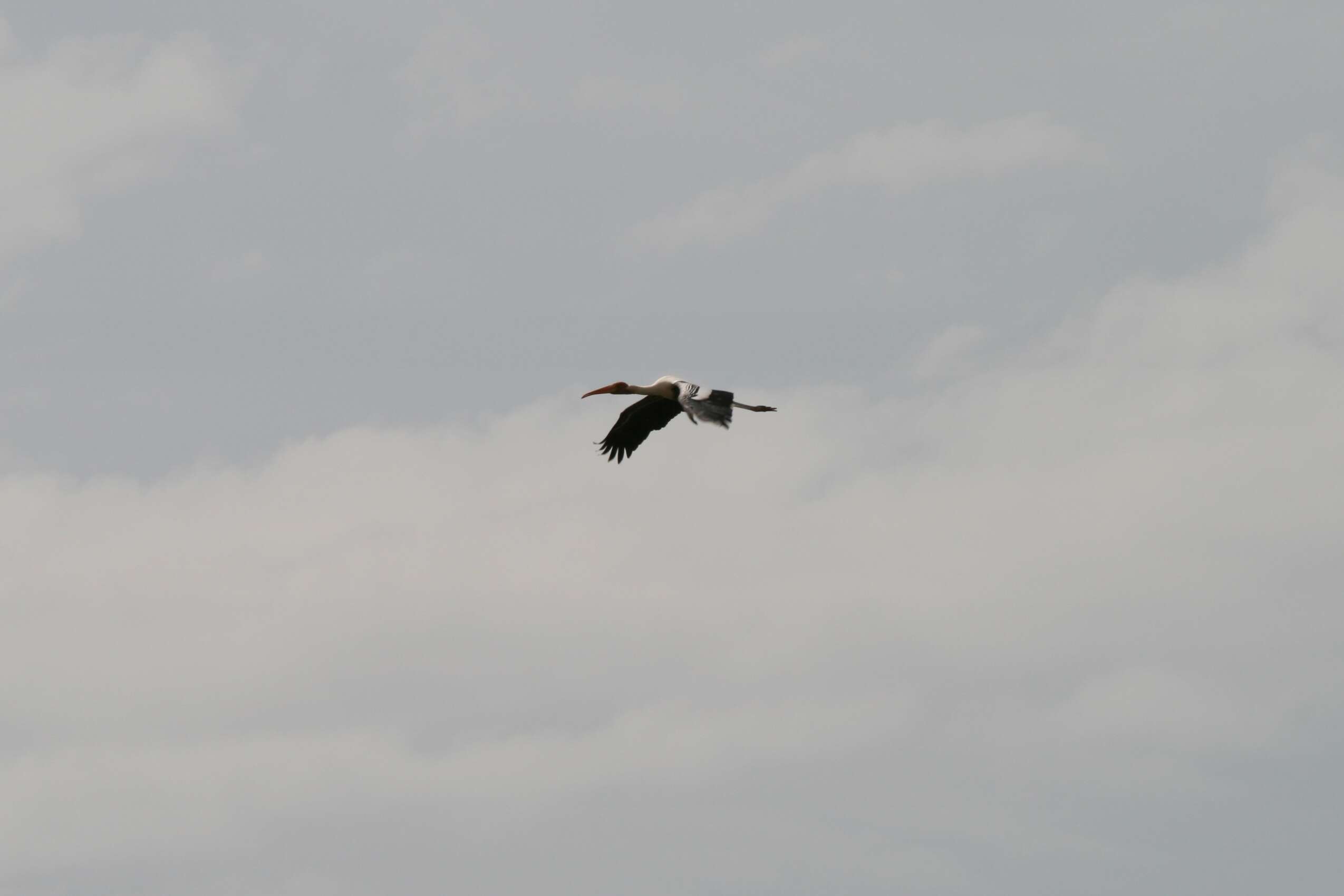 Image of Black-necked Stork