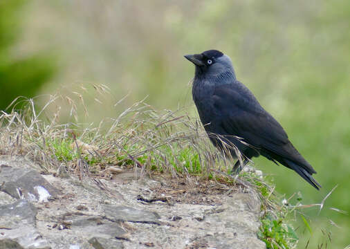 Image of Eurasian Jackdaw