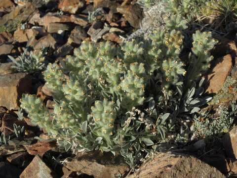 Plancia ëd Oreocarya humilis (A. Gray) Greene