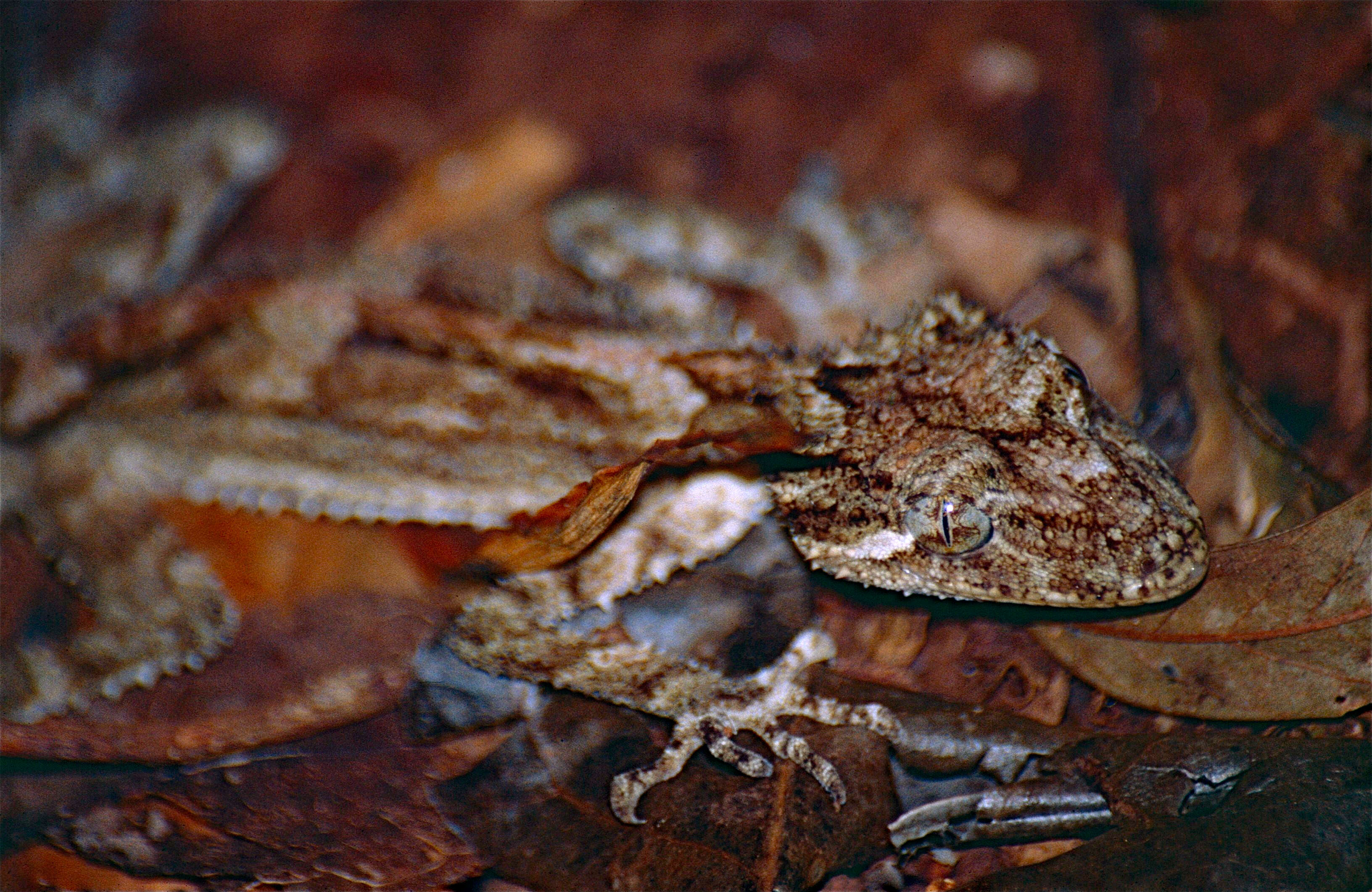 Image of Leaf-tailed Geckos