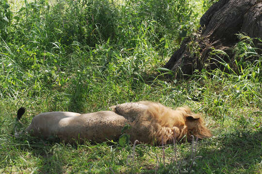 Image of African Lion