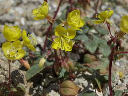 Image of Chylismia claviformis A. A. Heller