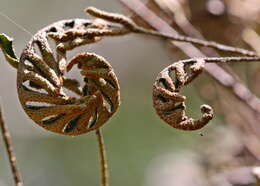 Image of resurrection fern