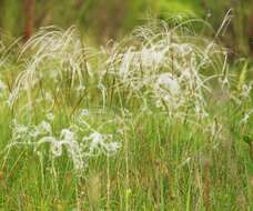 Imagem de Stipa