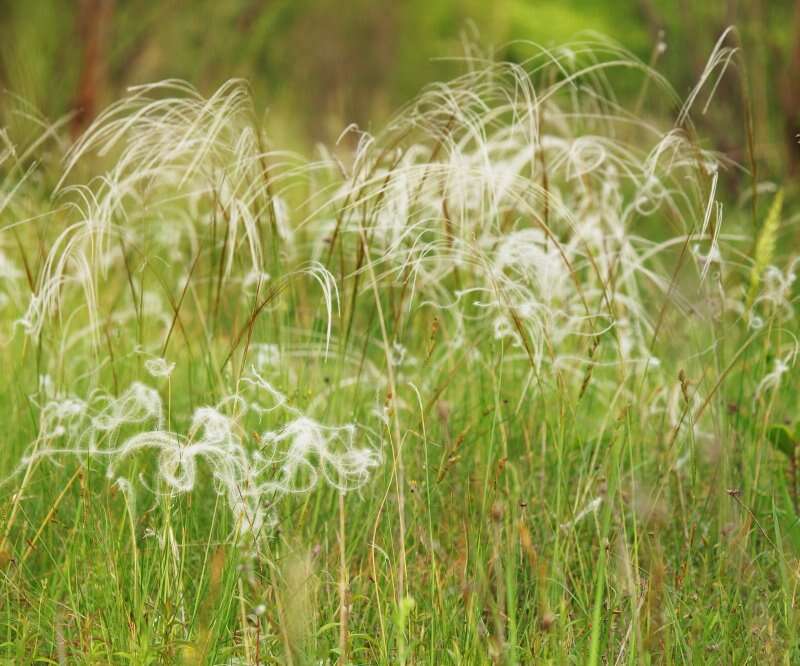 Imagem de Stipa pennata L.