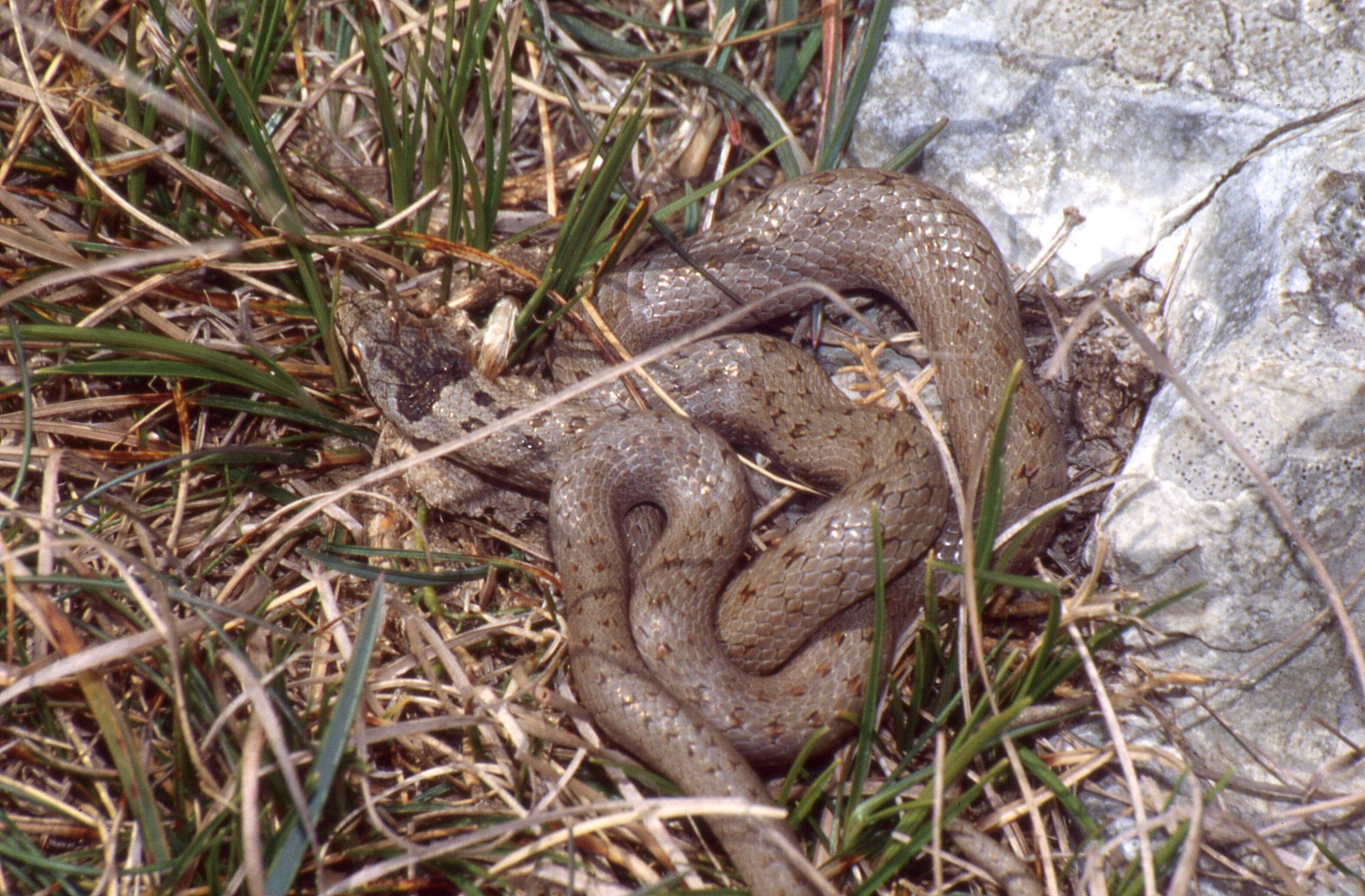 Image of Smooth Snakes