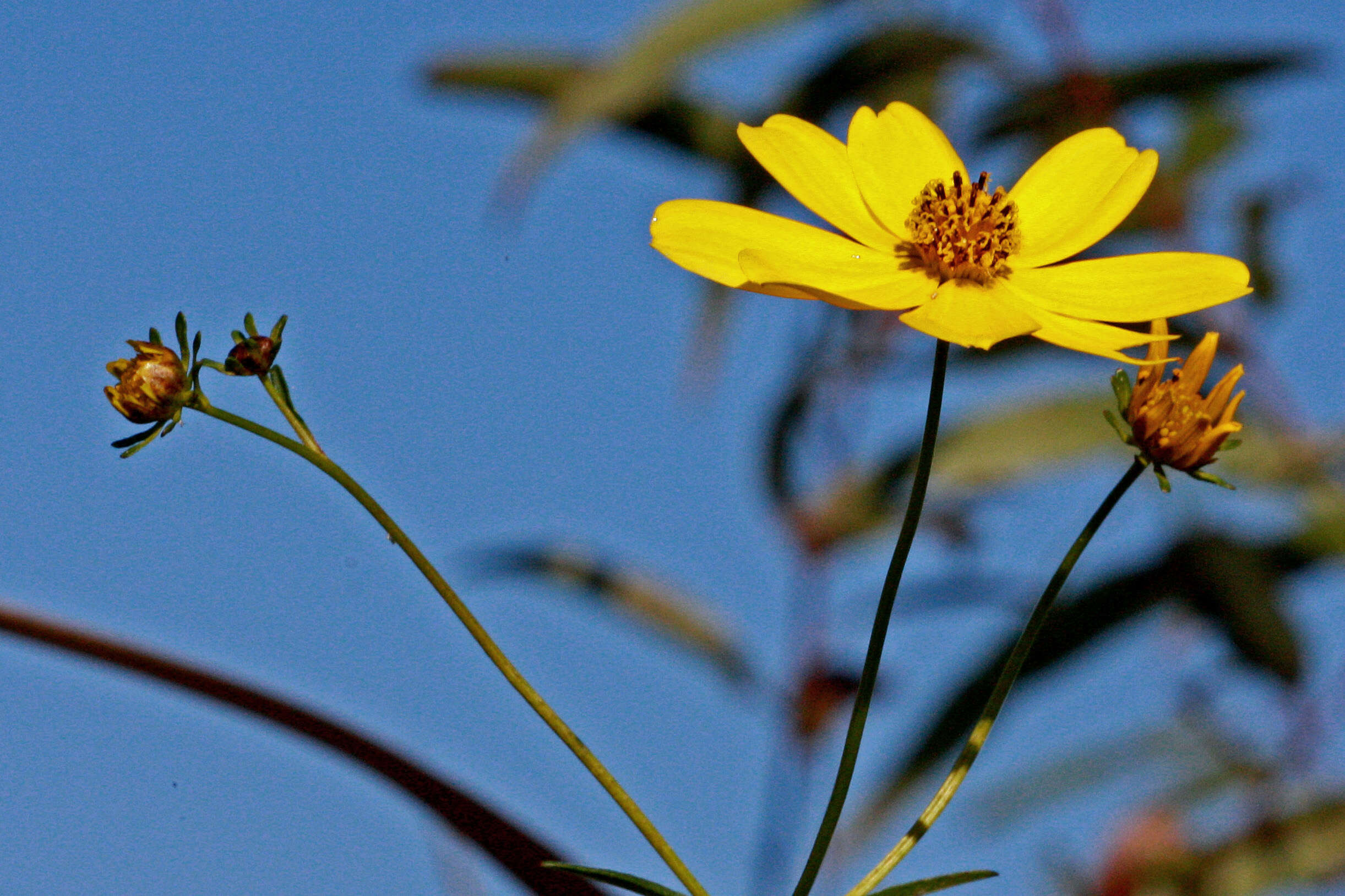 Image of Small-Fruit Beggarticks