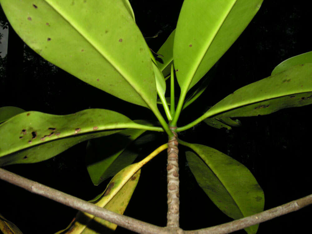 Image of mangrove