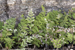 Image of beaded lipfern