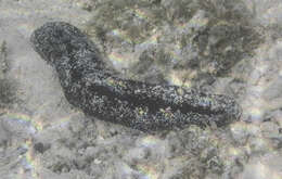 Image of Black sea cucumber