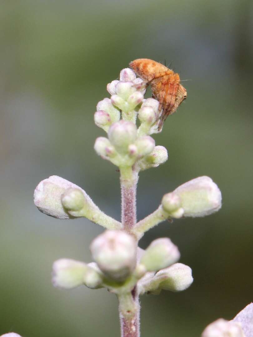 Image of lynx spider