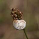 Image of Heath Snail