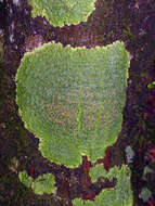 Image of Pannariaceae