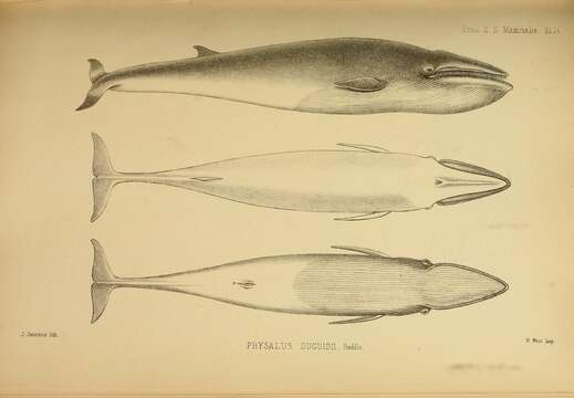 Image of Common Rorqual