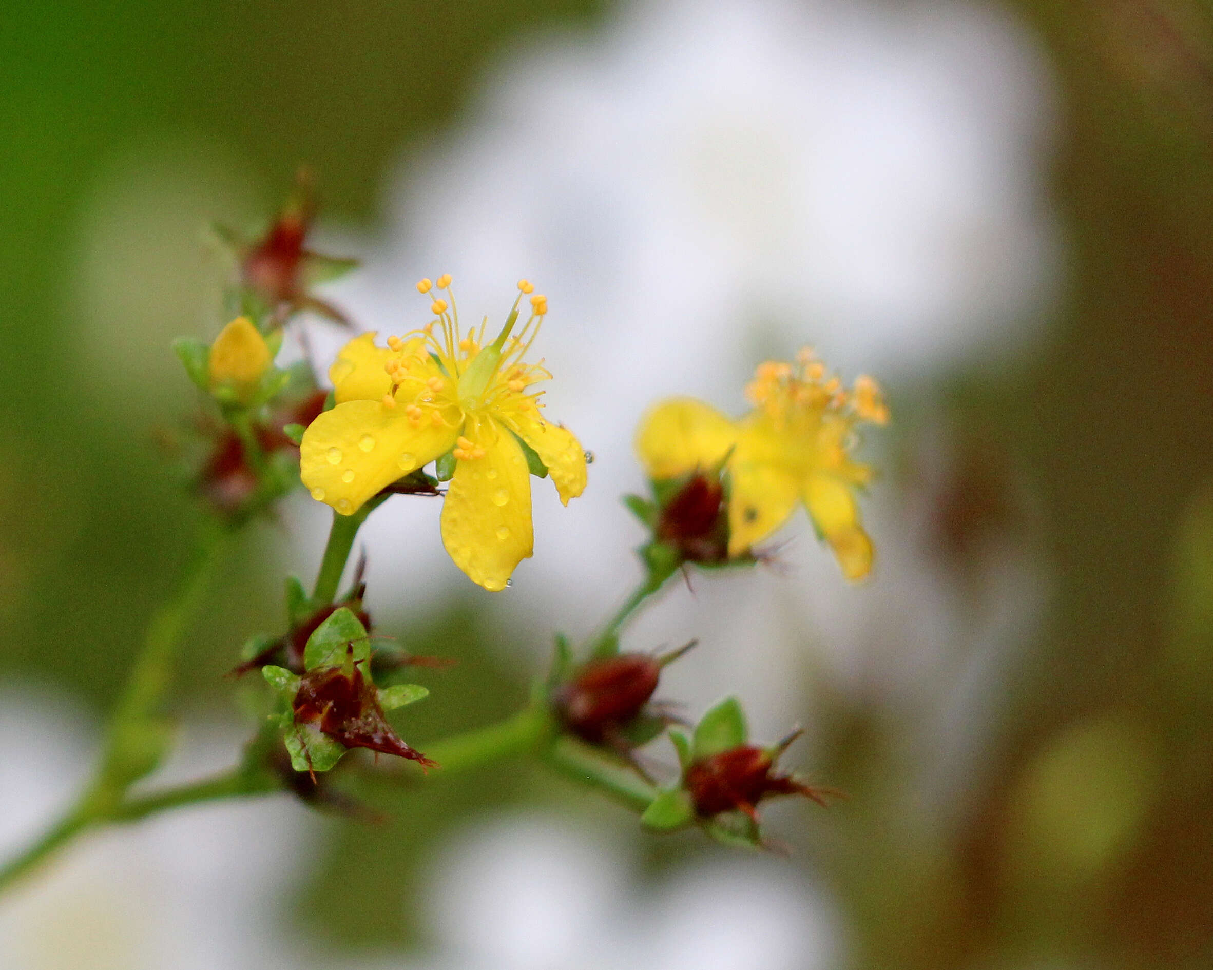 Image of cluster-leaf st.john's wort