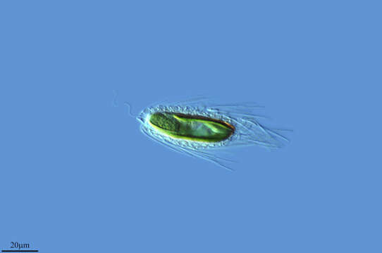 Image of Mallomonas caudata