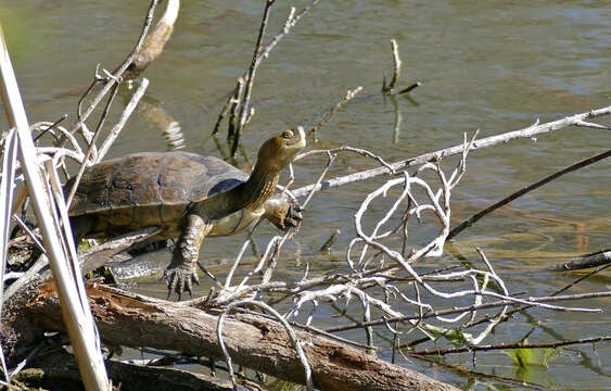 Image of Mauremys