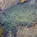 Image of Galapagos black coral