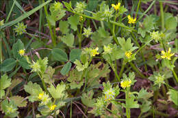 Image of spinyfruit buttercup