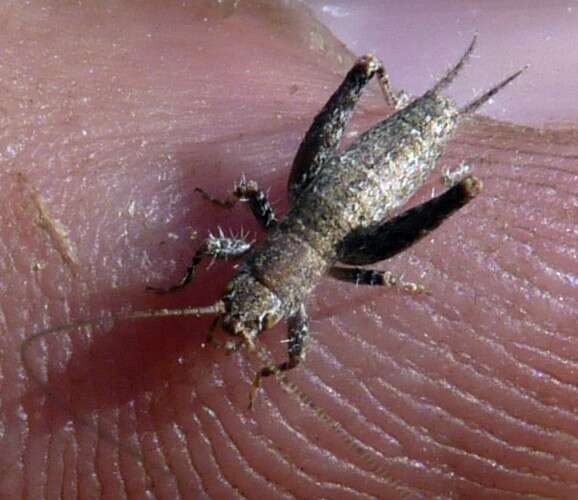 Image of scaly crickets