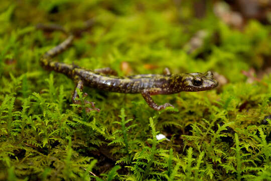 Image of Green Salamander